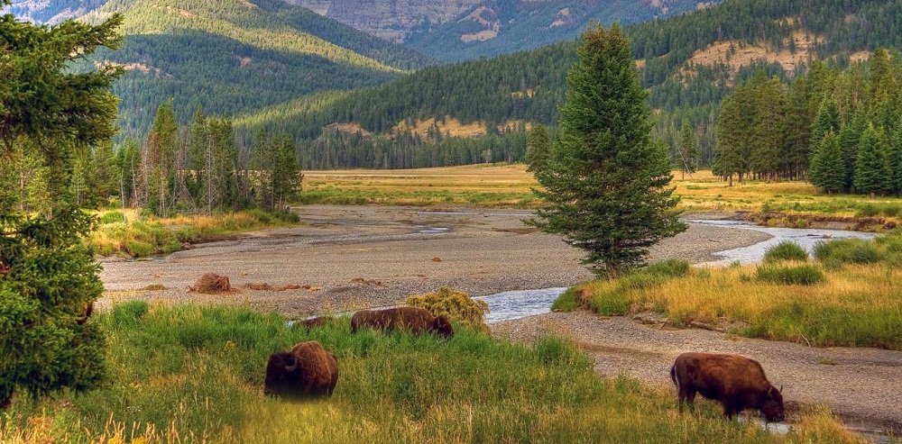 Yellowstone National Park