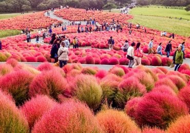 Hitachi Seaside Park – Japan