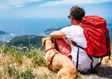 Tips To Make This Summer Pleasant And Amazing For Your Pet
