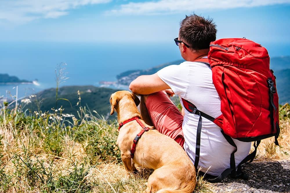 Tips To Make This Summer Pleasant And Amazing For Your Pet