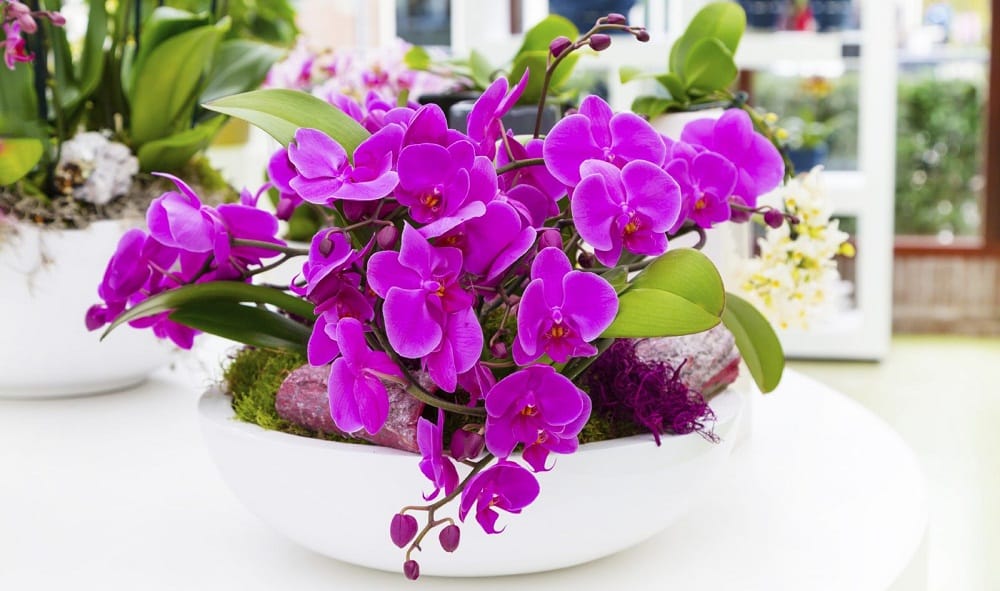 Orchids look more exotic