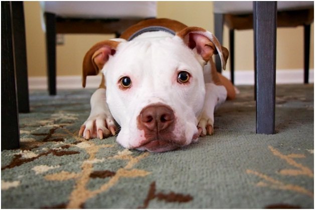 good-quality-carpet