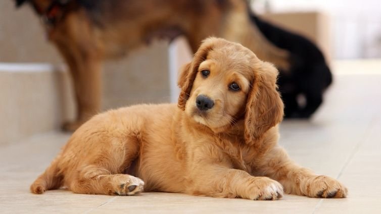 Golden Cocker Retriever