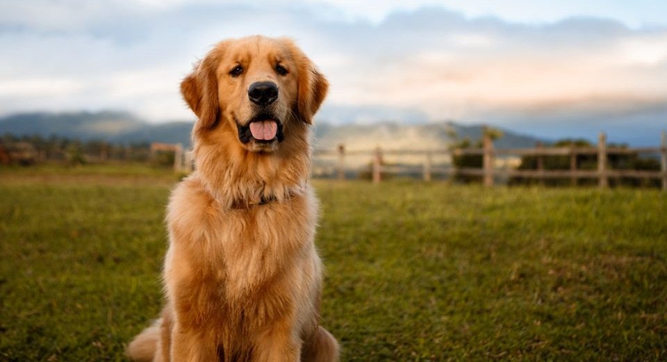 Golden Retriever