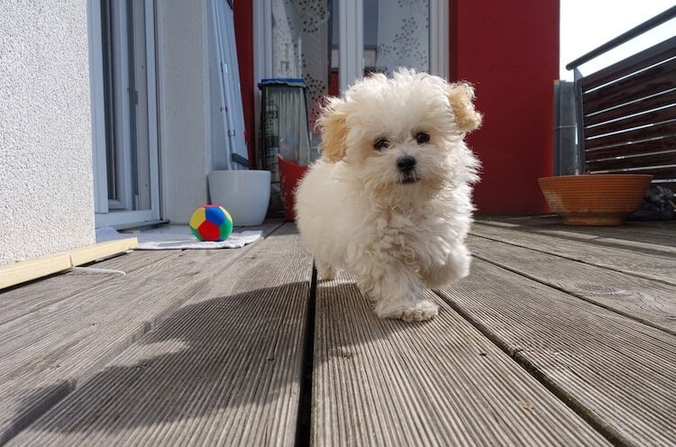 Maltipoo