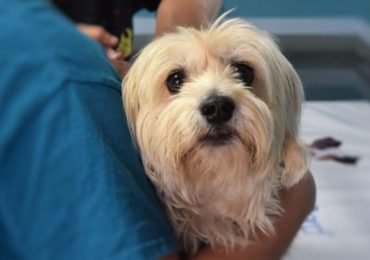 Are almonds bad for dogs, Can dogs have almond milk