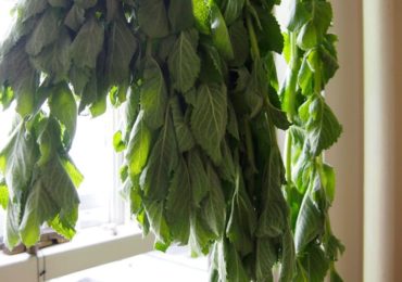 Dehydrating mint leaves for tea