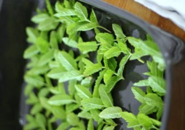 How to dry fresh mint