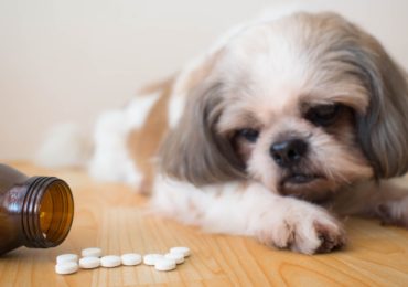 Side Effects of Rimadyl in Dogs