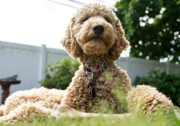 Best shampoo for goldendoodles