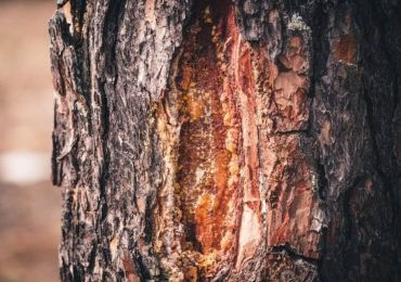 Tree Disease What to Look for and When to Call the Professionals