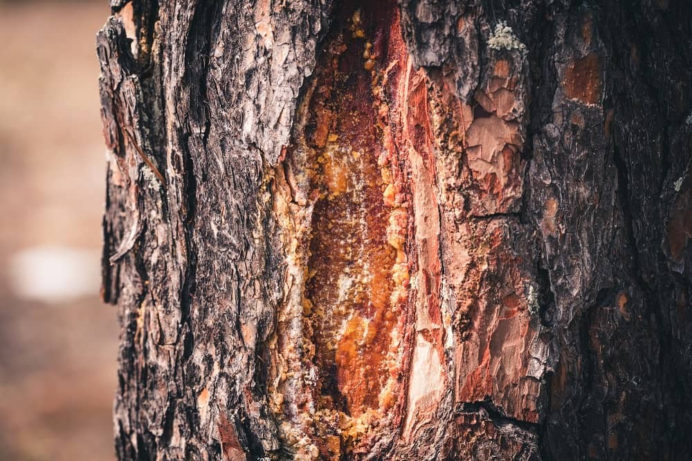 Tree Disease What to Look for and When to Call the Professionals