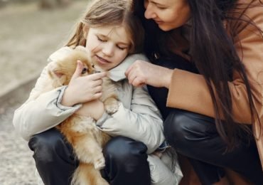 Pomeranian Dog Breed All the Fluffy Facts