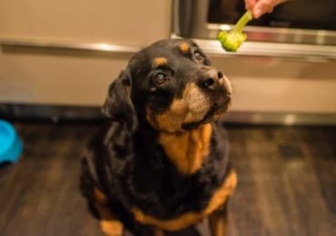 Broccoli for dogs benefits