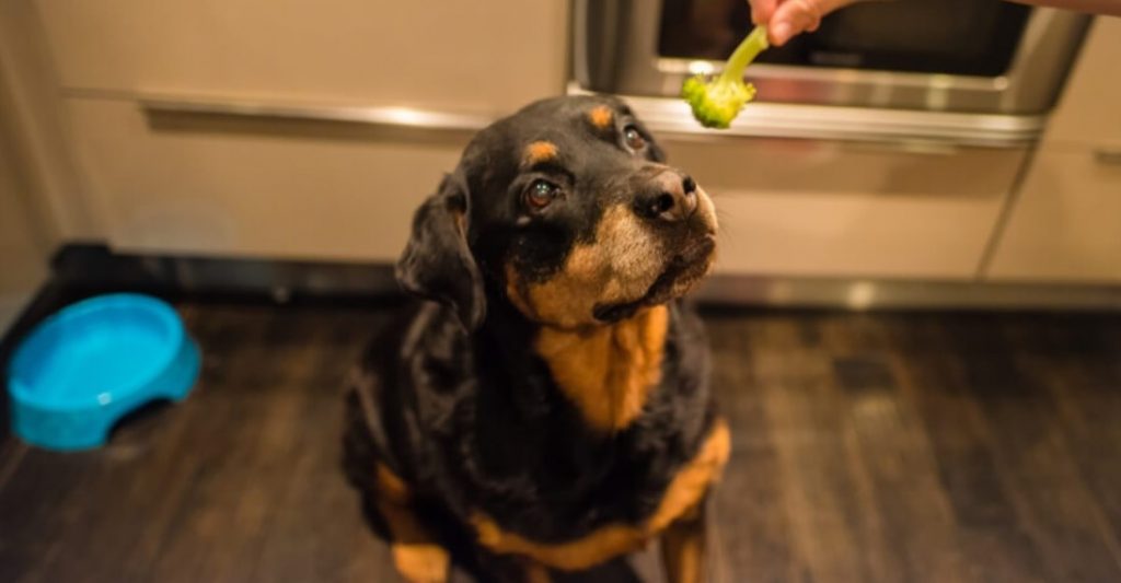 Broccoli for dogs benefits