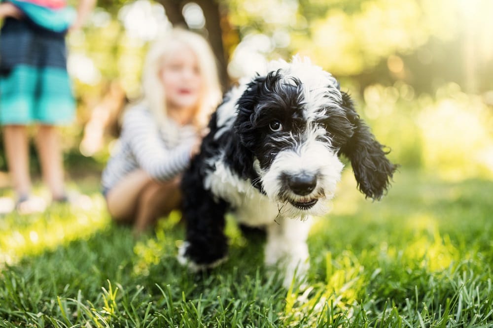 What Is It Like Owning a Sheepadoodle Puppy