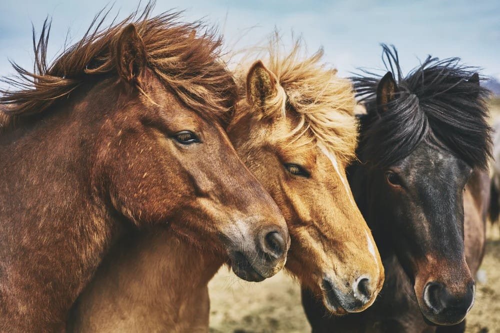 Can Horses Get Adequate Nutrition by Only Eating Grass