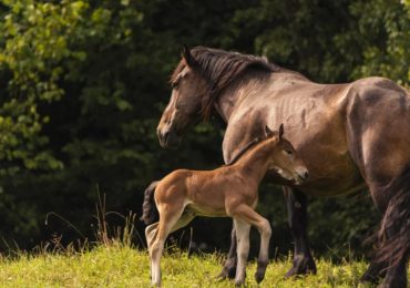 Can Horses Get Enough Nutrition by Only Eating Grass