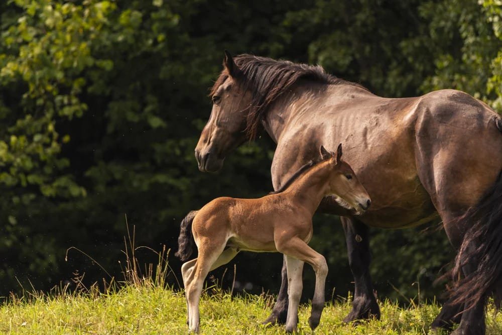Can Horses Get Enough Nutrition by Only Eating Grass