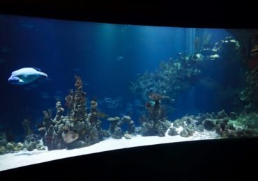 How To Choose the Right Air Pump For Aquarium