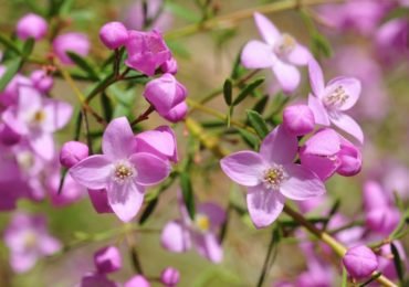 Australian Native Plants