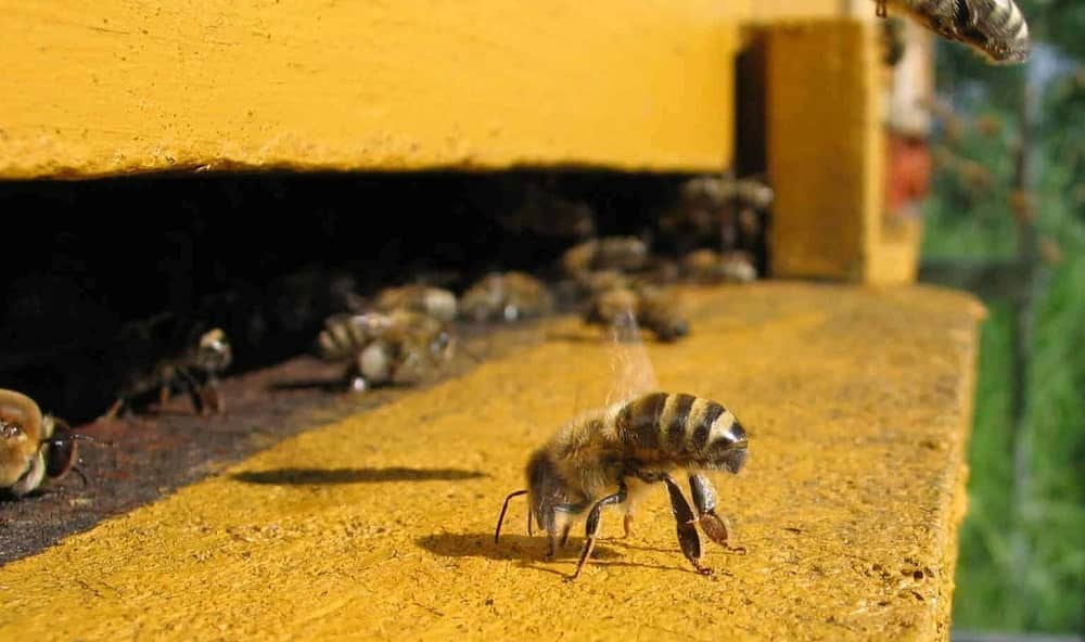 Where can i buy honey bee cozy winter hive wraps 