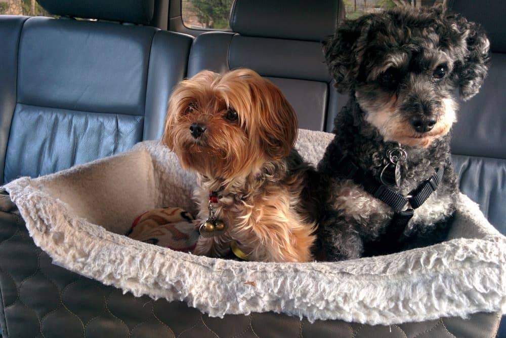 Many Reasons Why You Should Invest in a Dog Car Seat