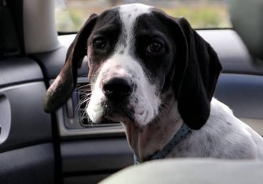 Reasons Why You Should Invest in a Dog Car Seat