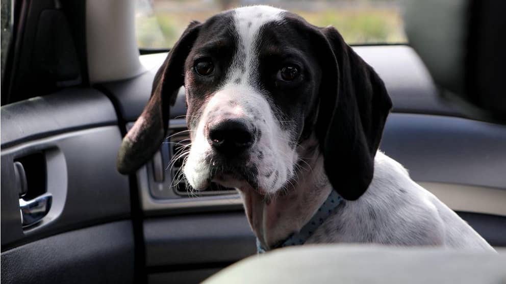 Reasons Why You Should Invest in a Dog Car Seat