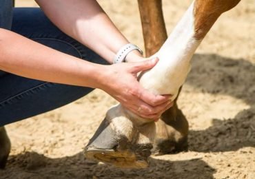 Equibase Workouts for Trainers and Owners