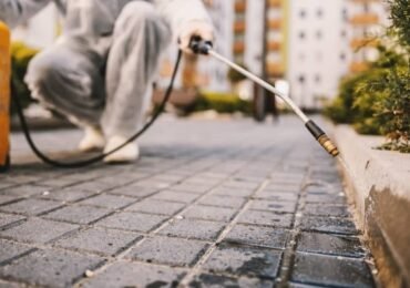 Discover Local Flea Control Services for Comprehensive Outdoor Pest Management