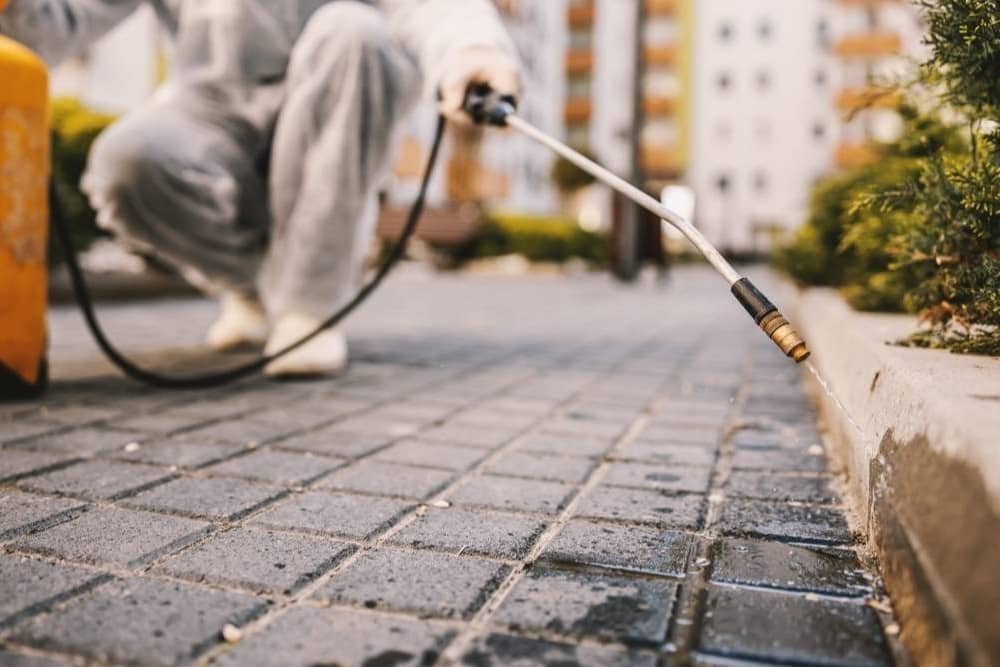 Discover Local Flea Control Services for Comprehensive Outdoor Pest Management