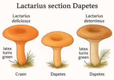 Biochemical Systematics of Dapetes