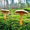 Dapetes A Comprehensive Guide to the Fascinating Fungal Section of Lactarius