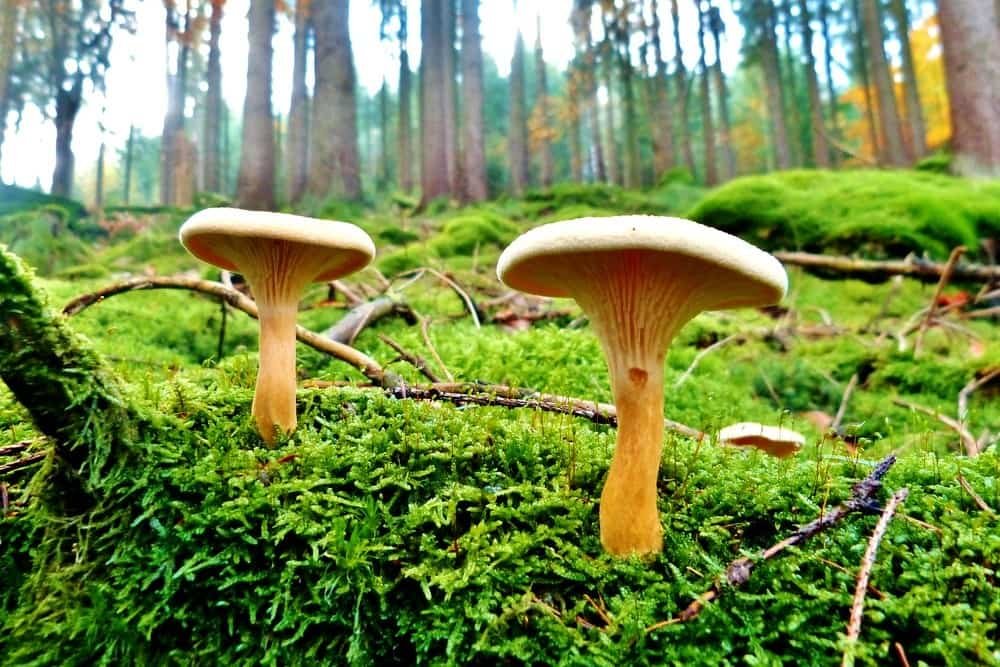 Dapetes A Comprehensive Guide to the Fascinating Fungal Section of Lactarius